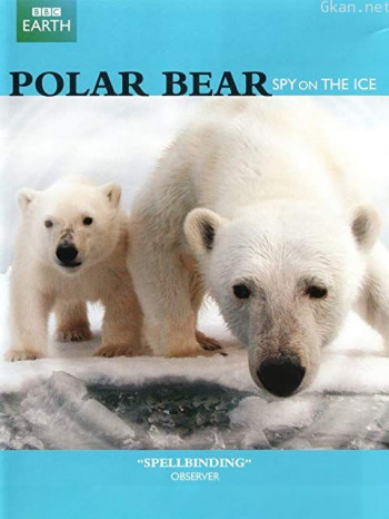 北极熊:冰上侦探