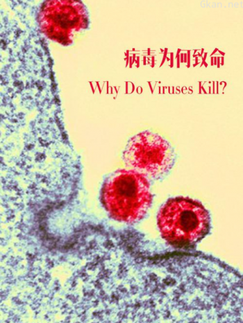 病毒为何致命