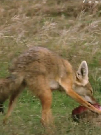 荒野之谜 第二季