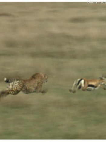 猎物VS猎手塞伦盖蒂平原上的生存之战