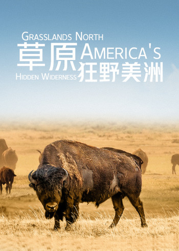 草原：狂野美洲