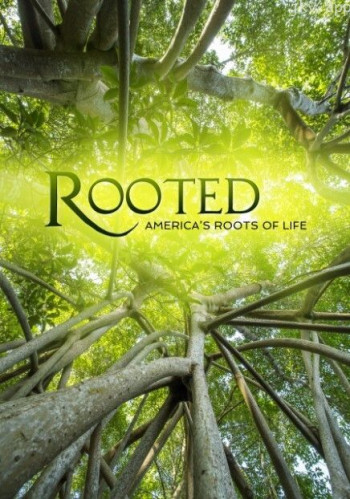 生命之树 第二季